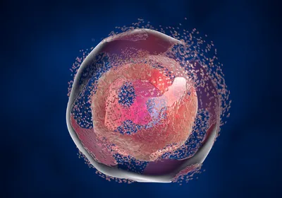 Discover How Automated Microscopy Streamlines Multiplexed Apoptosis Assays Discover How Automated Microscopy Streamlines Multiplexed Apoptosis Assays